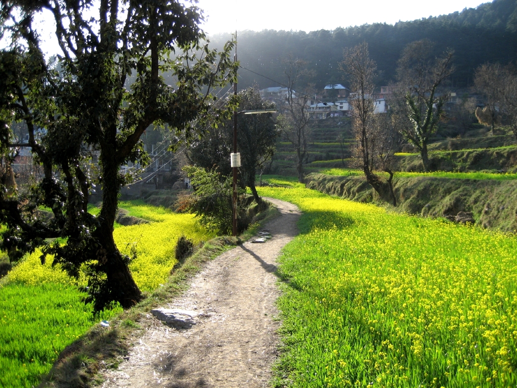 Bohemian Cafes and Mountain Views in Dharamkot